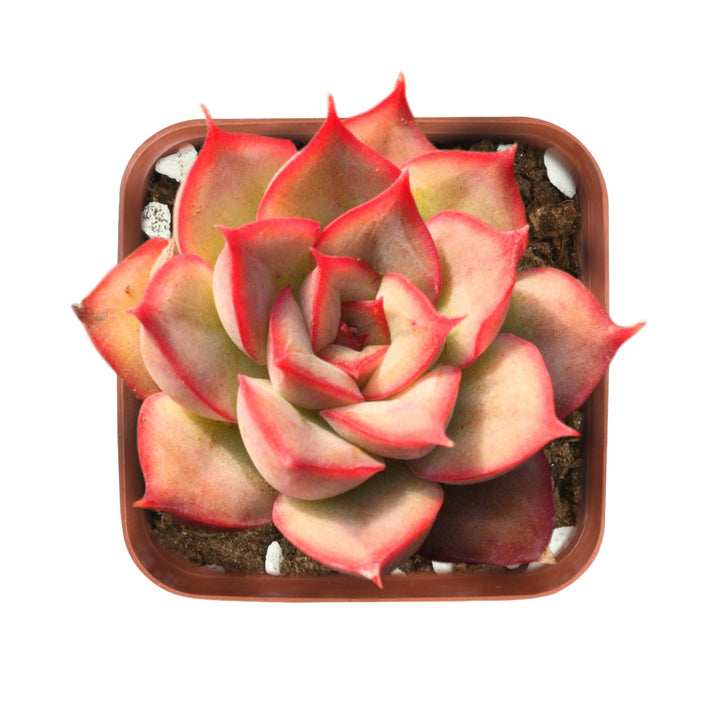 echeveria-orion-2-inch