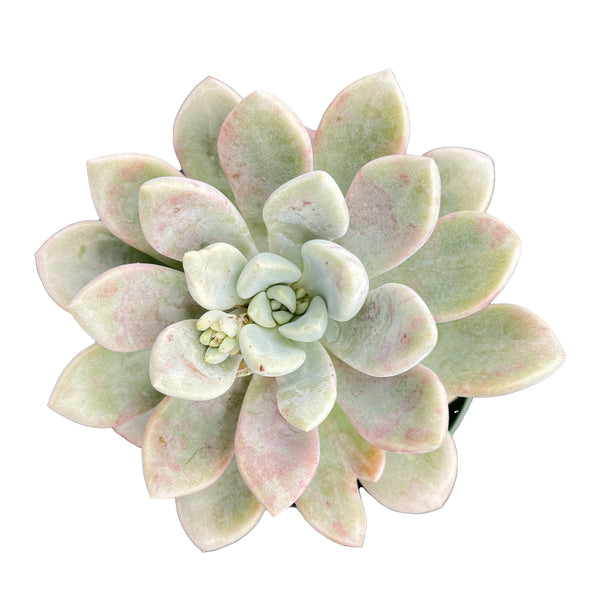 Echeveria Spotted Deer (4 inch)