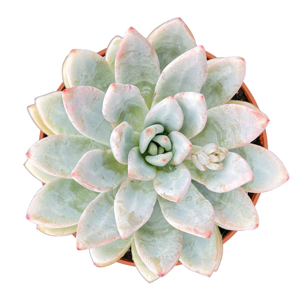 Echeveria Star Snow (4 inch)