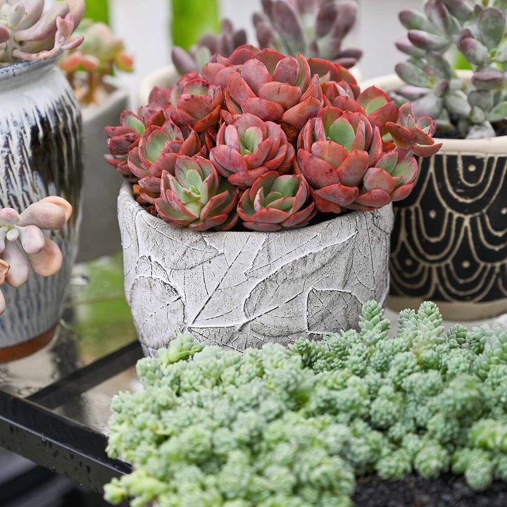 cluster-echeveria-suyon-on-planter-stand