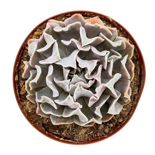 Echeveria 'Swan Lake' (6 inch)(Limited)