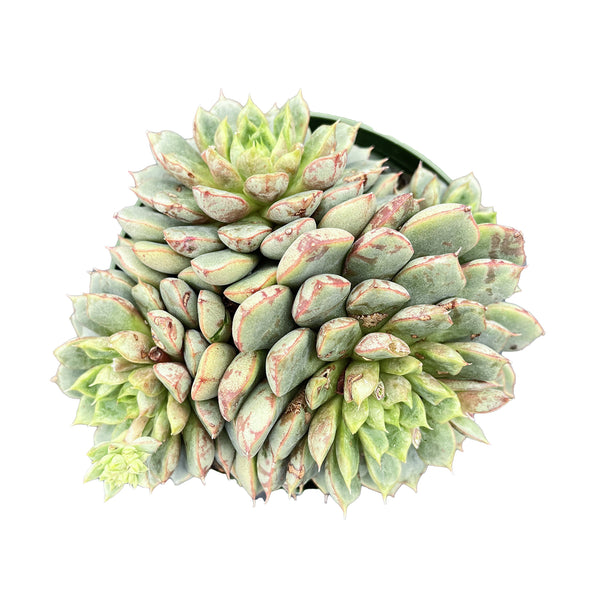 Echeveria The Next Gardener Firework (4 inch)