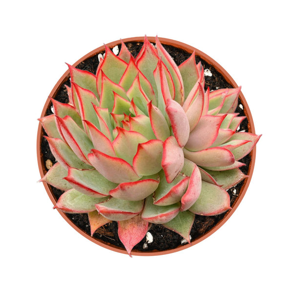 Echeveria 'Yeon-Deung' (4 inch)