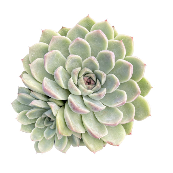 Echeveria Zixia Fairy (4 inch)
