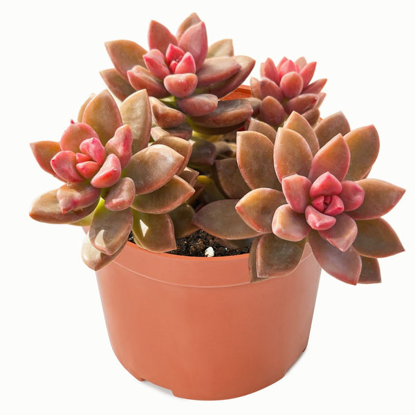 Graptopetalum Paraguayense cv.bronze (4 inch)