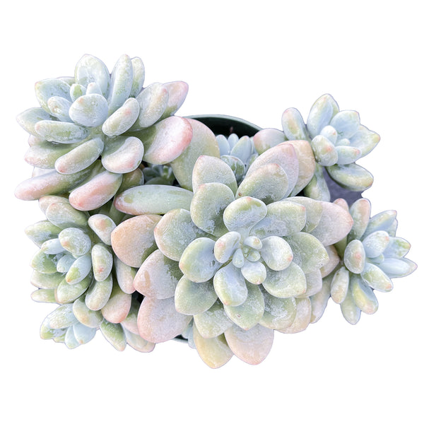 Graptosedum Miul (4 inch)