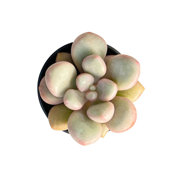 Graptoveria 'Avant-garde' (Rare)