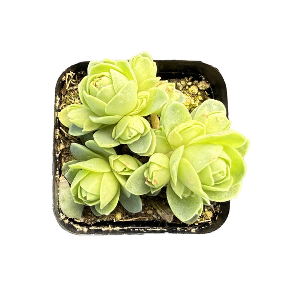 Greenovia Dodrantalis