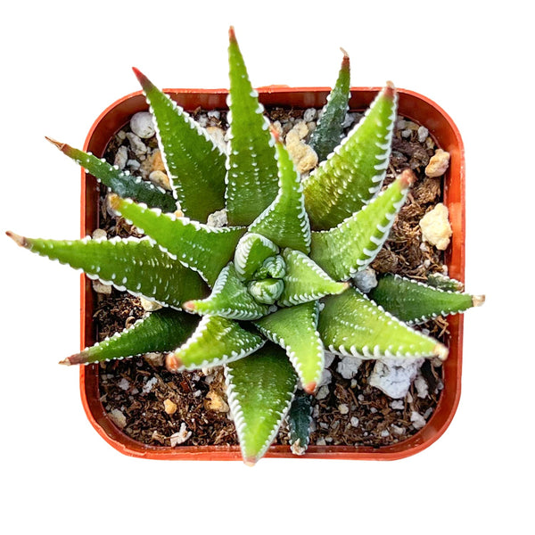 Haworthia fasciata 'Big Band'