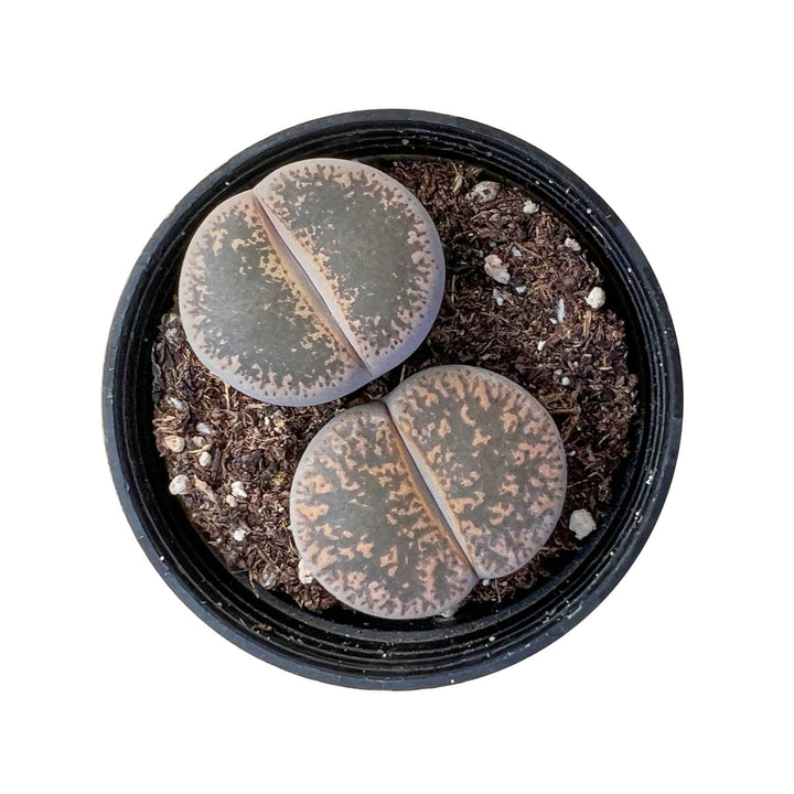 Lithops-Lesliei-1