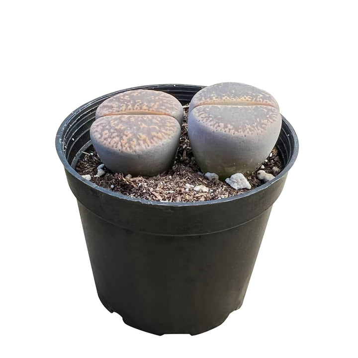 Lithops-Lesliei