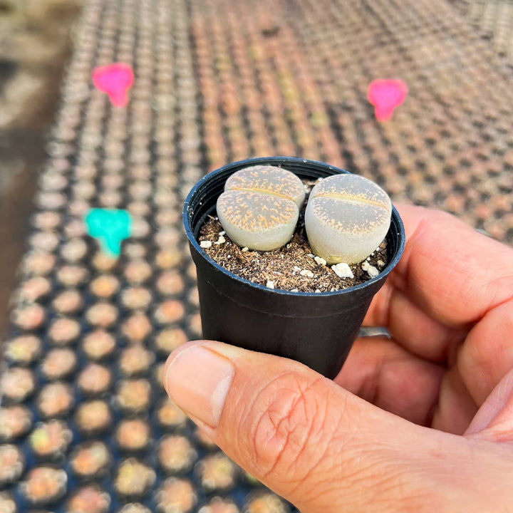 Lithops-Lesliei