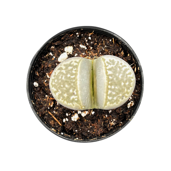 Lithops marmorata v. marmorata