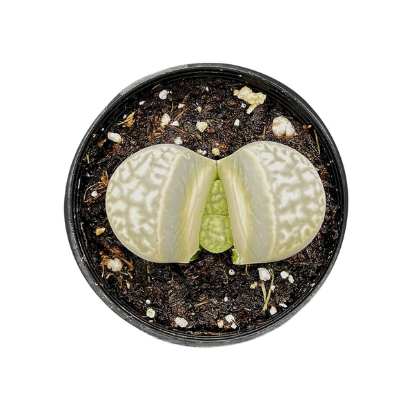 Lithops otzeniana Nel