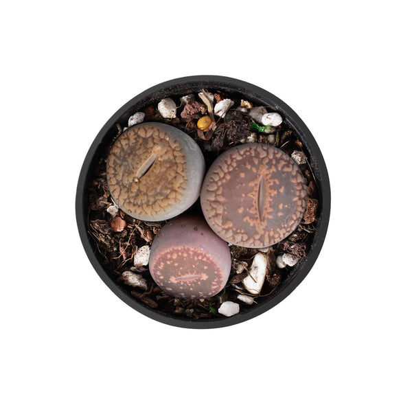 Lithops aucampiae L. Bolus