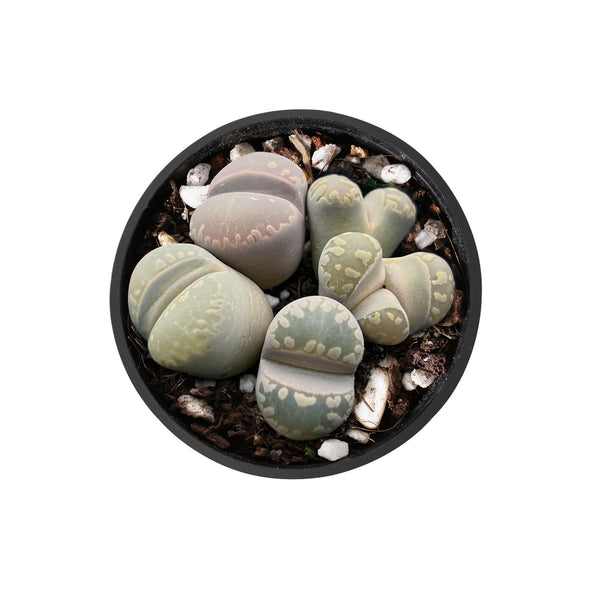 Lithops otzeniana Nel