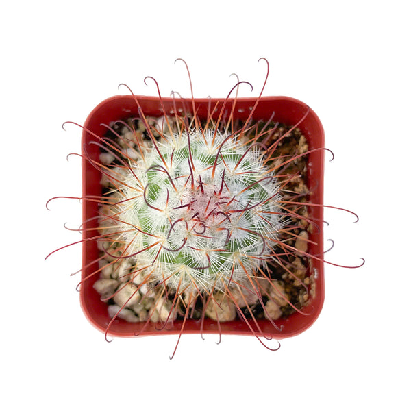 Mammillaria grahamii