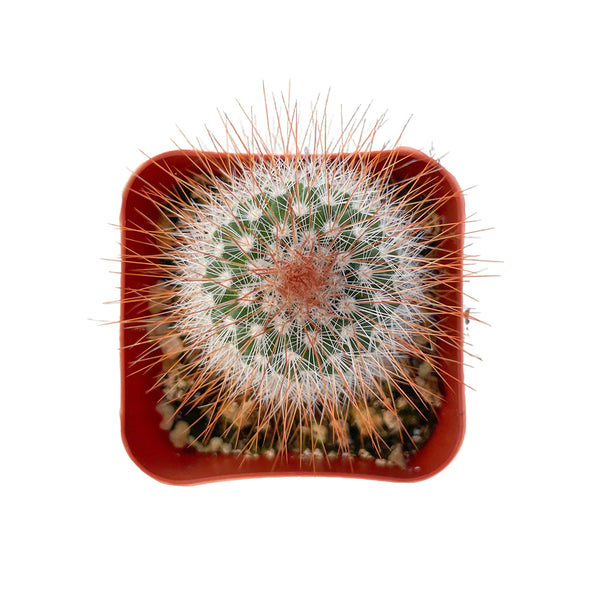 Mammillaria rhodantha ssp. fera-rubra