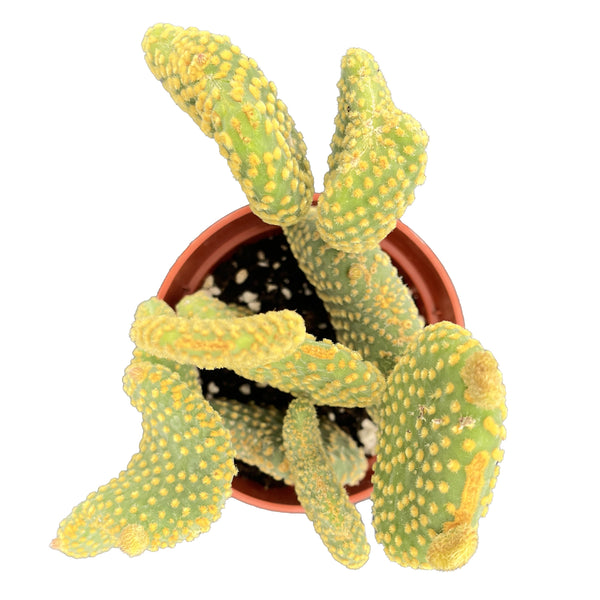 Opuntia Microdasys Monstrose (4 inch)