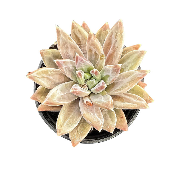 Pachyphytum Compactum Rose (Rare)