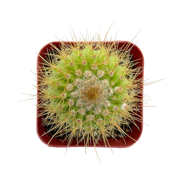 Parodia Schumanniana