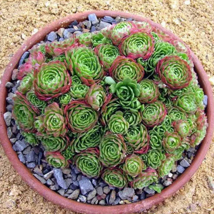 cluster-rosularia-platyphylla