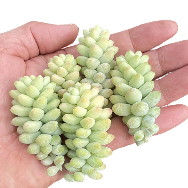 Sedum Morganianum Burro's Tail Cuttings