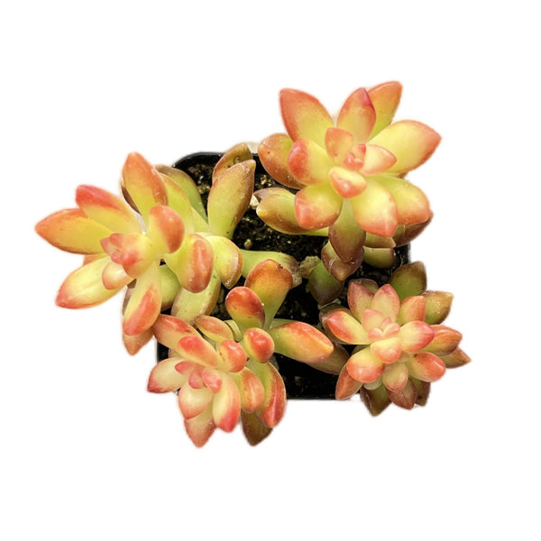 Sedum adolphii 'Shooting Stars'