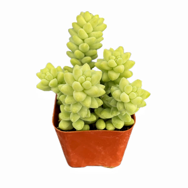 Sedum Morganianum Burrito