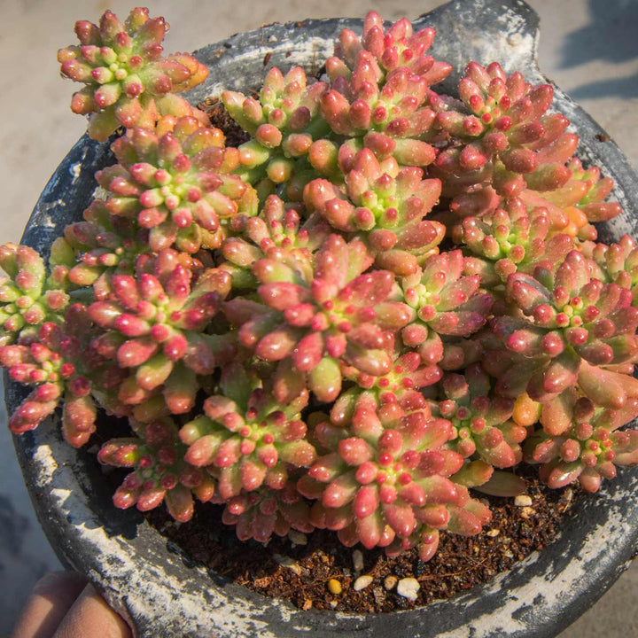  sedum-rubrotinctum-roseum-red-succulent