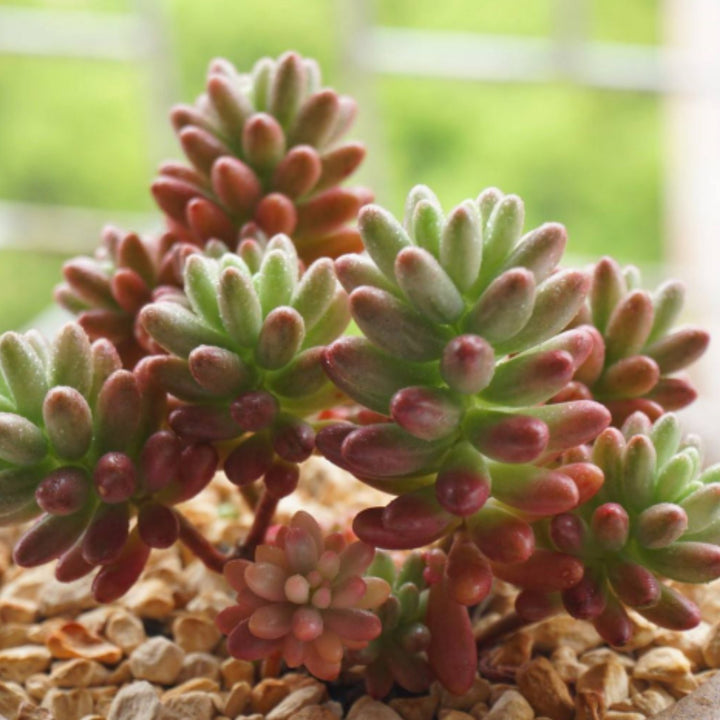  sedum-rubrotinctum-roseum-cluster-succulent