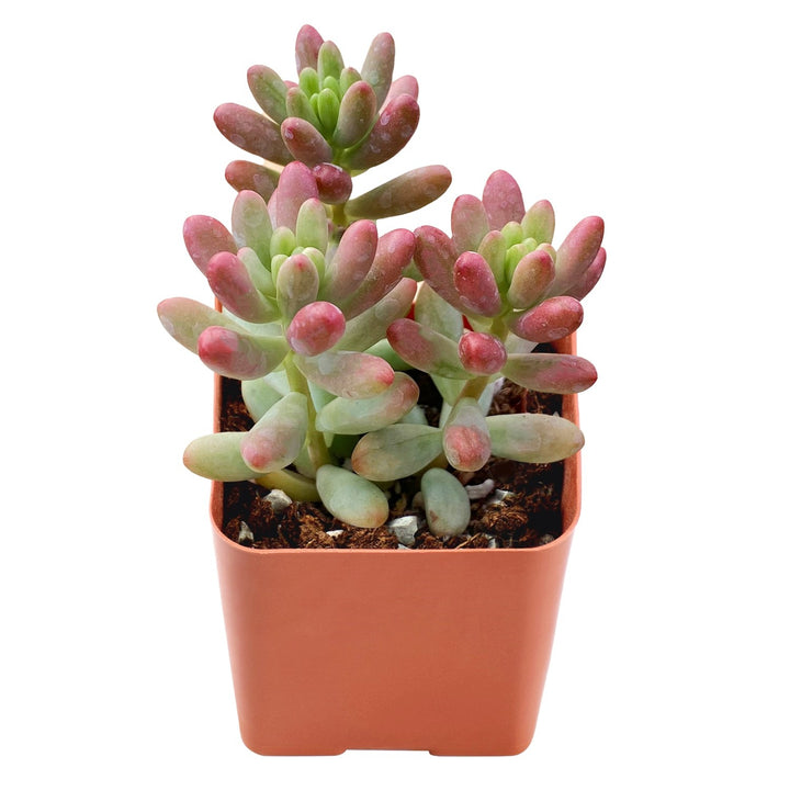 sedum-rubrotinctum-roseum-for-sale