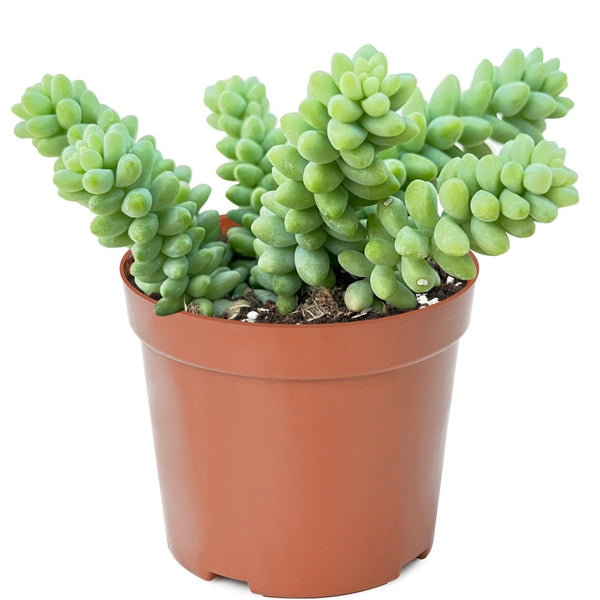 Sedum Morganianum Burrito (4 inch)