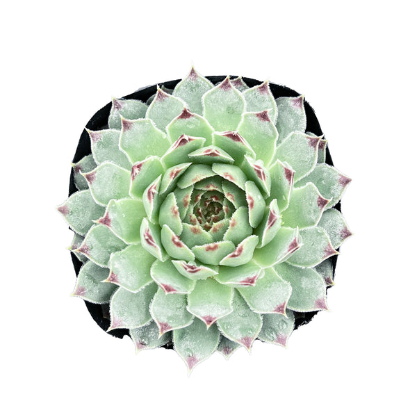 Sempervivium calcareum