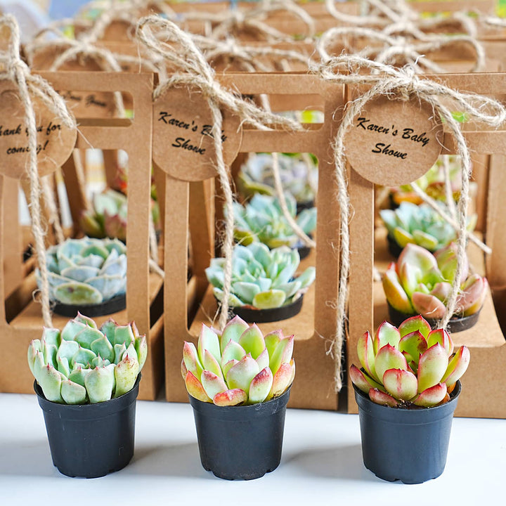 Succulent-Wedding-Favors-Kraft-Box