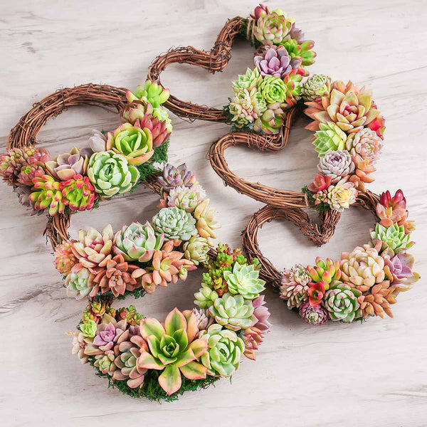 Succulent Wreath DIY Kit, 6"