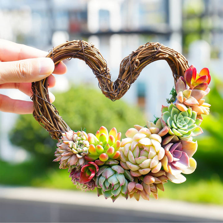 Succulent Wreath DIY Kit, 6"