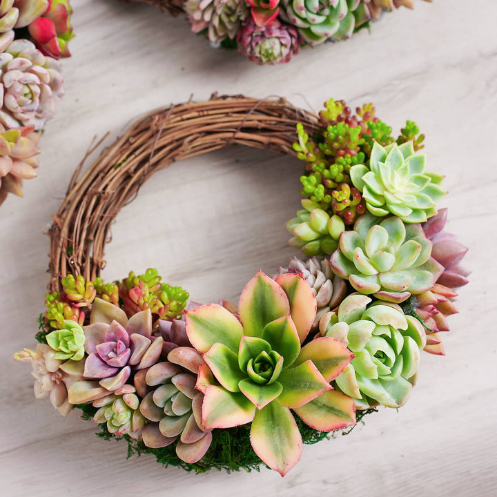 Succulent Wreath DIY Kit, 6"