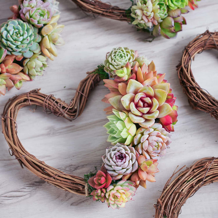 Succulent Wreath DIY Kit, 6"