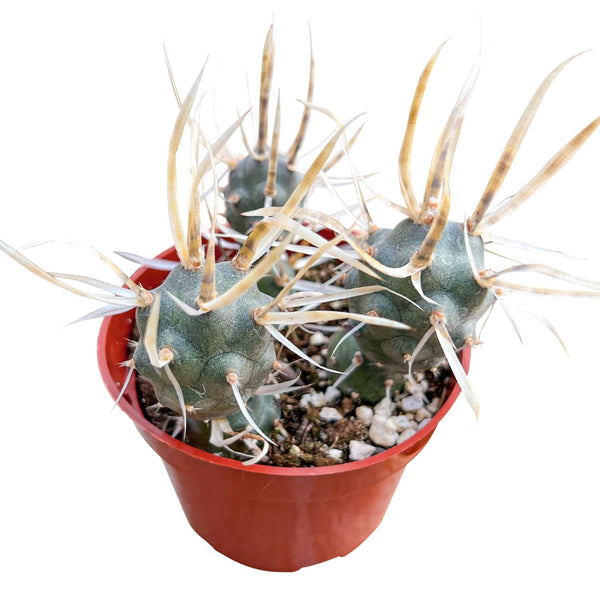 Tephrocactus articulatus var. papyracanthus / Paper Spine Cactus (4 inch)