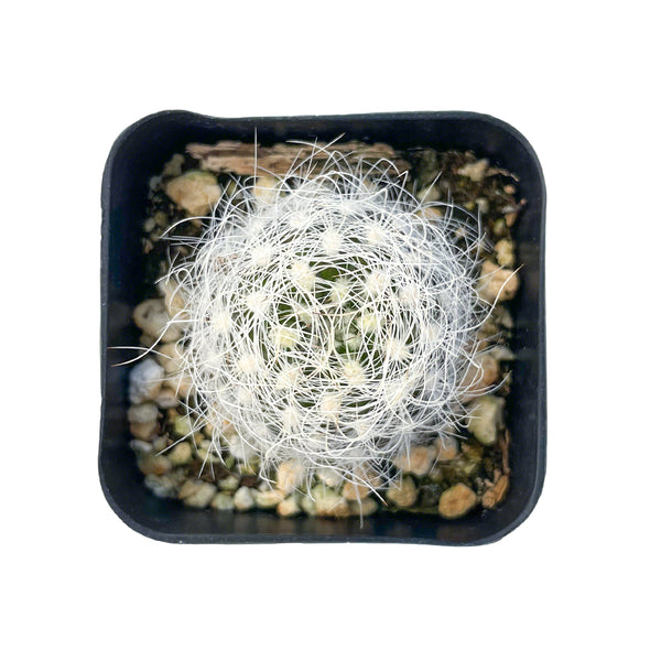 Turbinicarpus beguinii subsp. beguinii