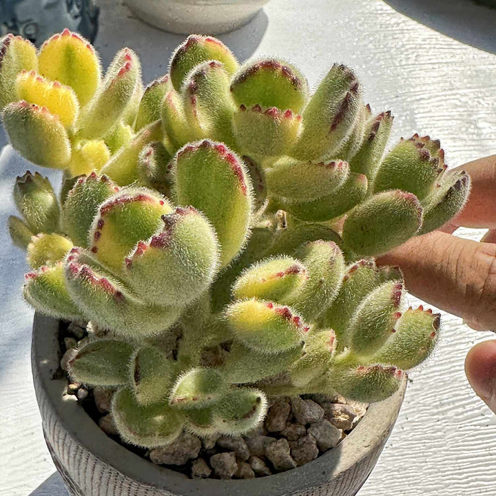 Variegated-Cotyledon-Tomentosa