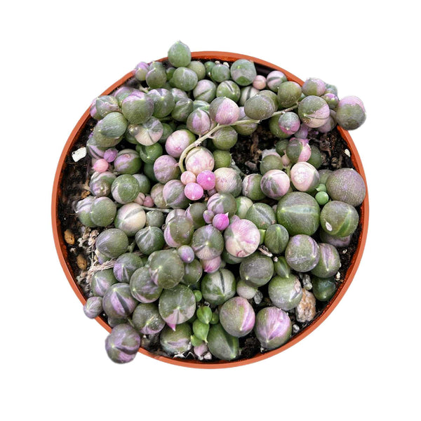 Variegated String of Pearls/Senecio rowleyanus (4 inch)