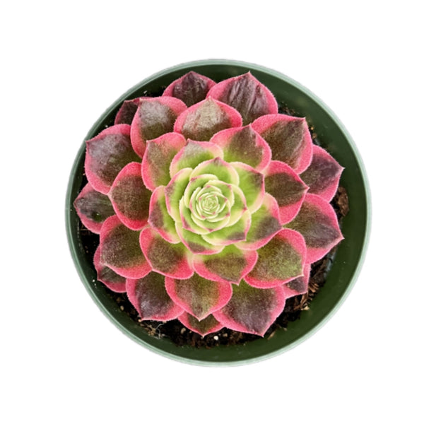 Aeonium Aquaman (4 inch)