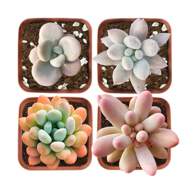 Chubby Succulent Set (Fixed Varieties)