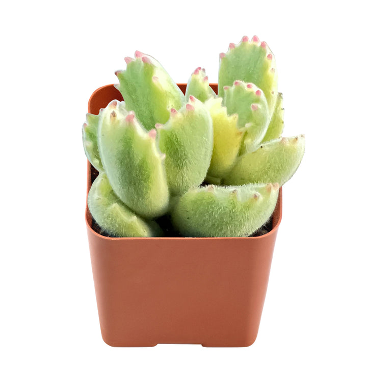 cotyledon-tomentosa-variegated