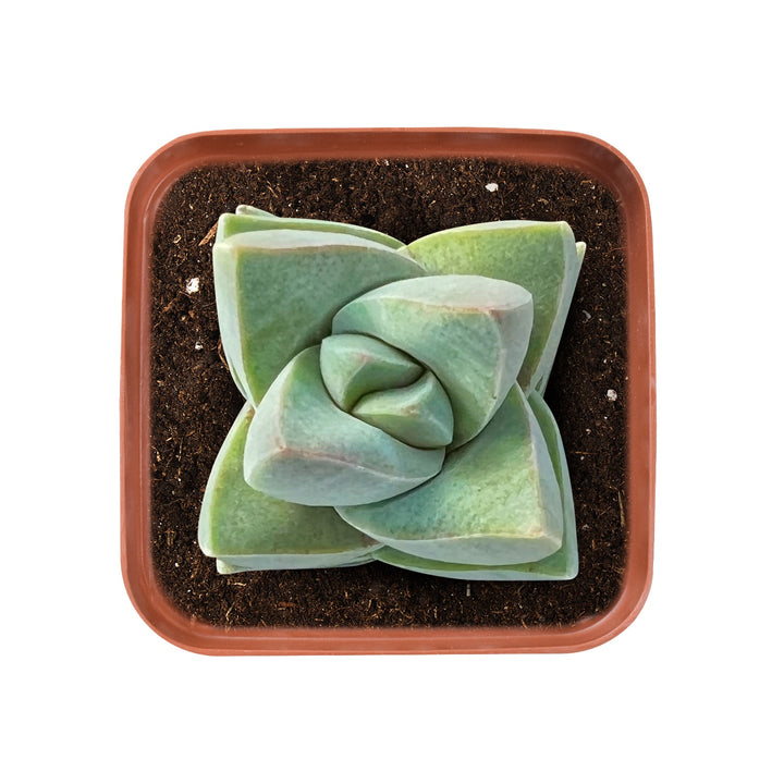 crassula-moonglow-succulent