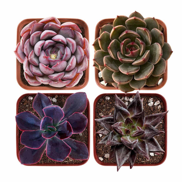 Dark Succulent Set (Fixed Varieties)