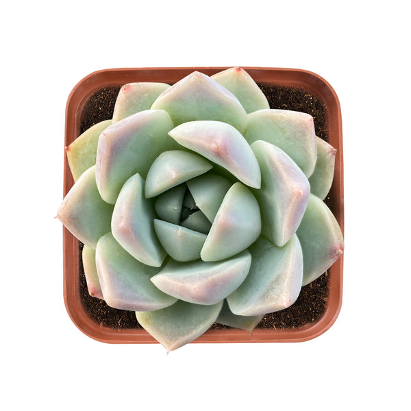 Echeveria 'Alba Beauty'