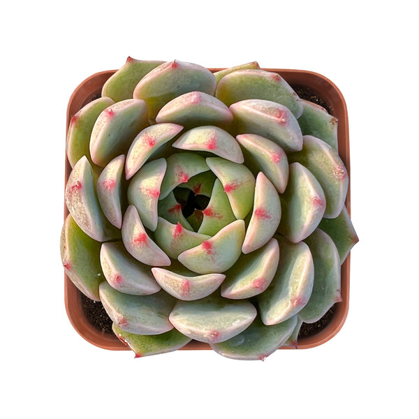 Echeveria 'Ben Badis' /Echeveria ''Kernii''